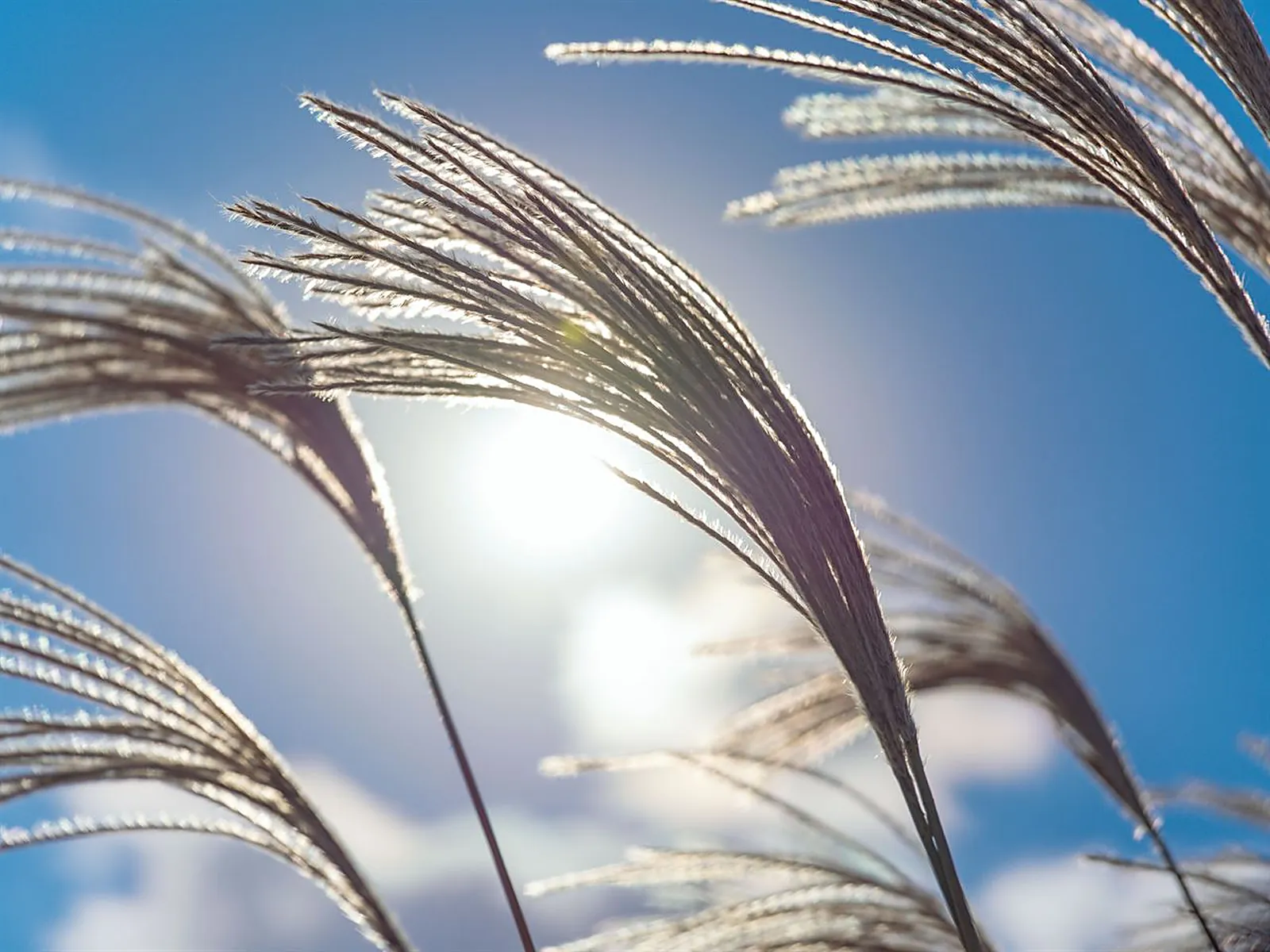 Silver grass sunset