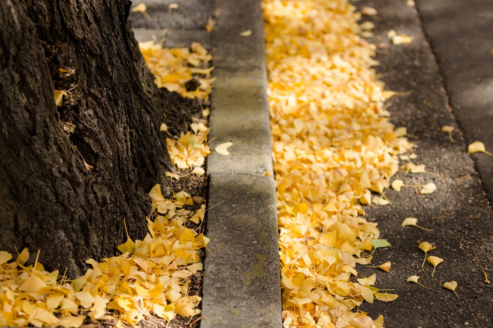 Carpet of gold