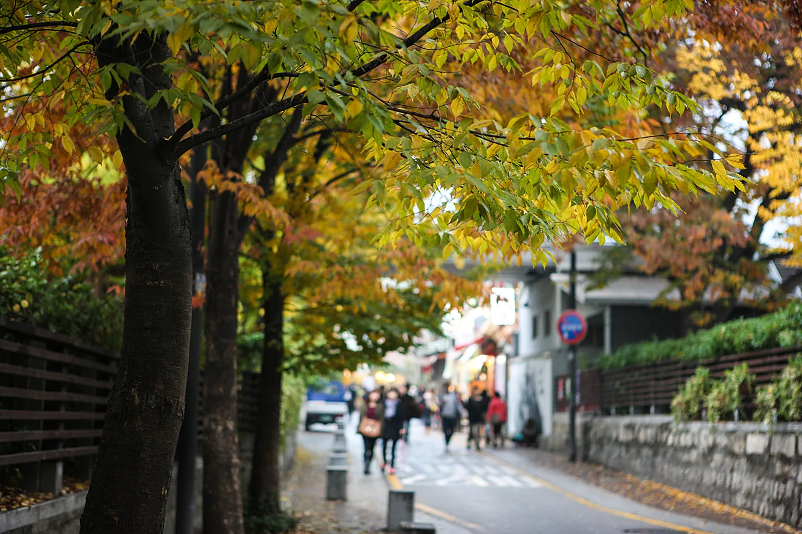 Autumn over the hanok roofs