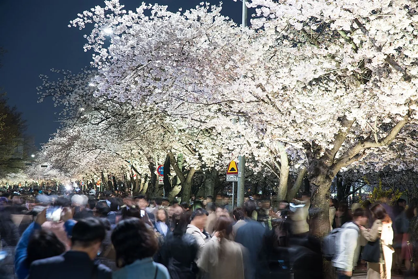 Cherry blossom path