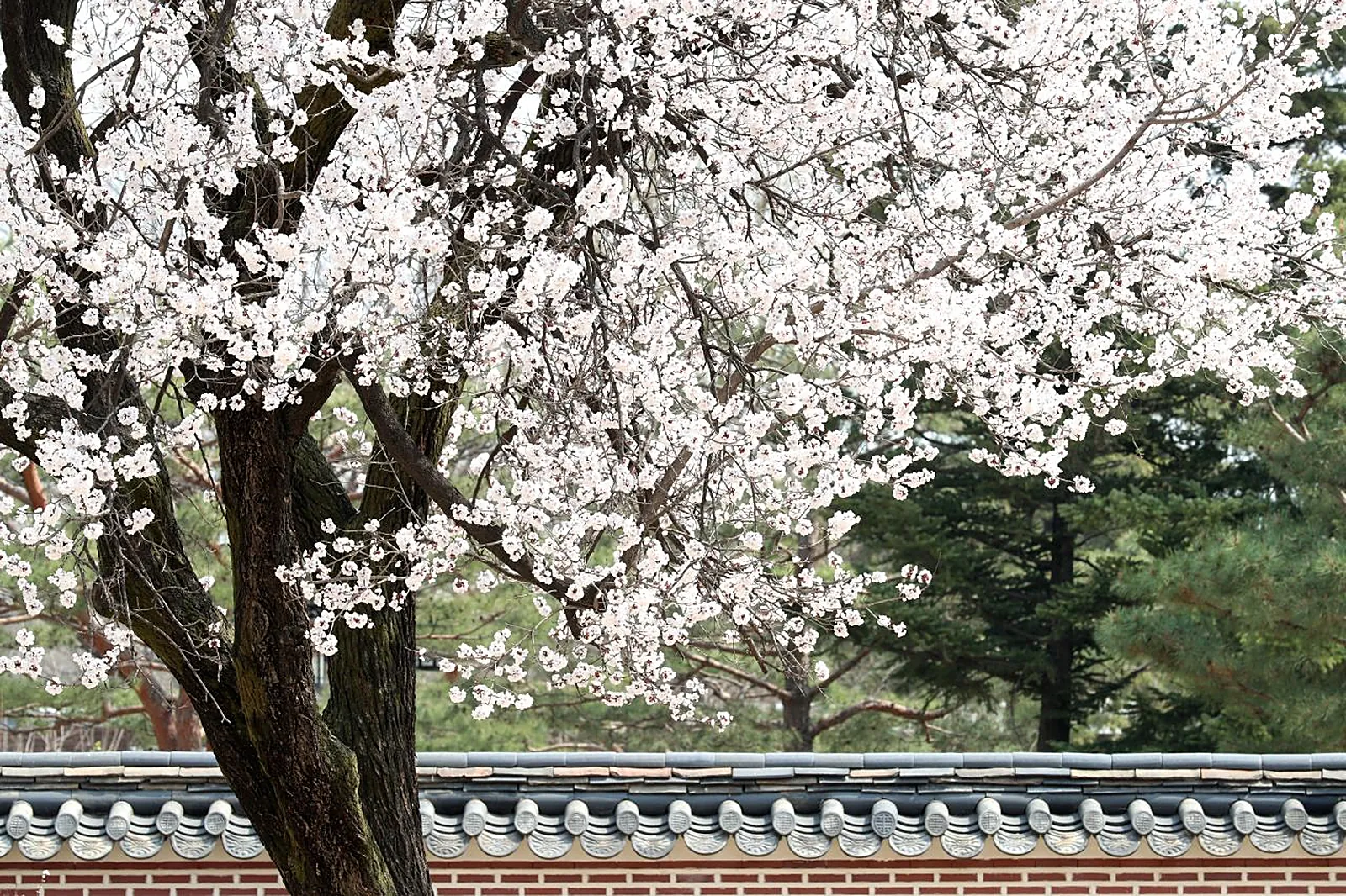 Seoul through the year
