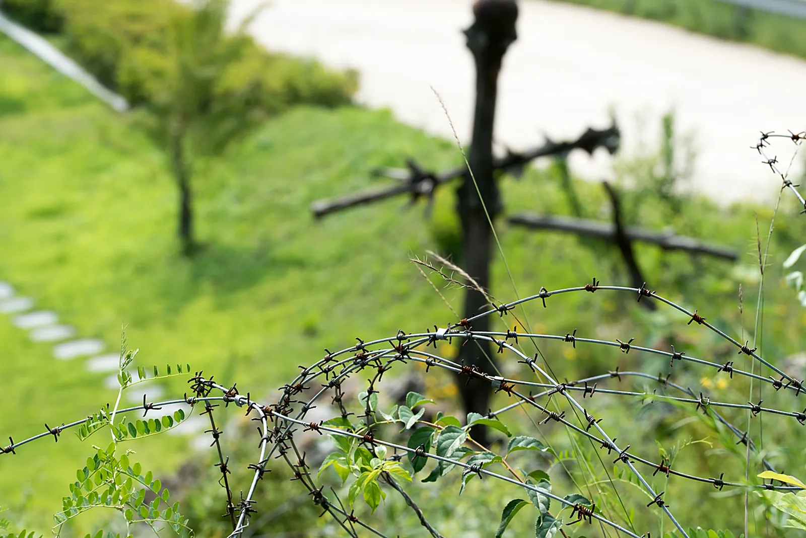 Along the fence