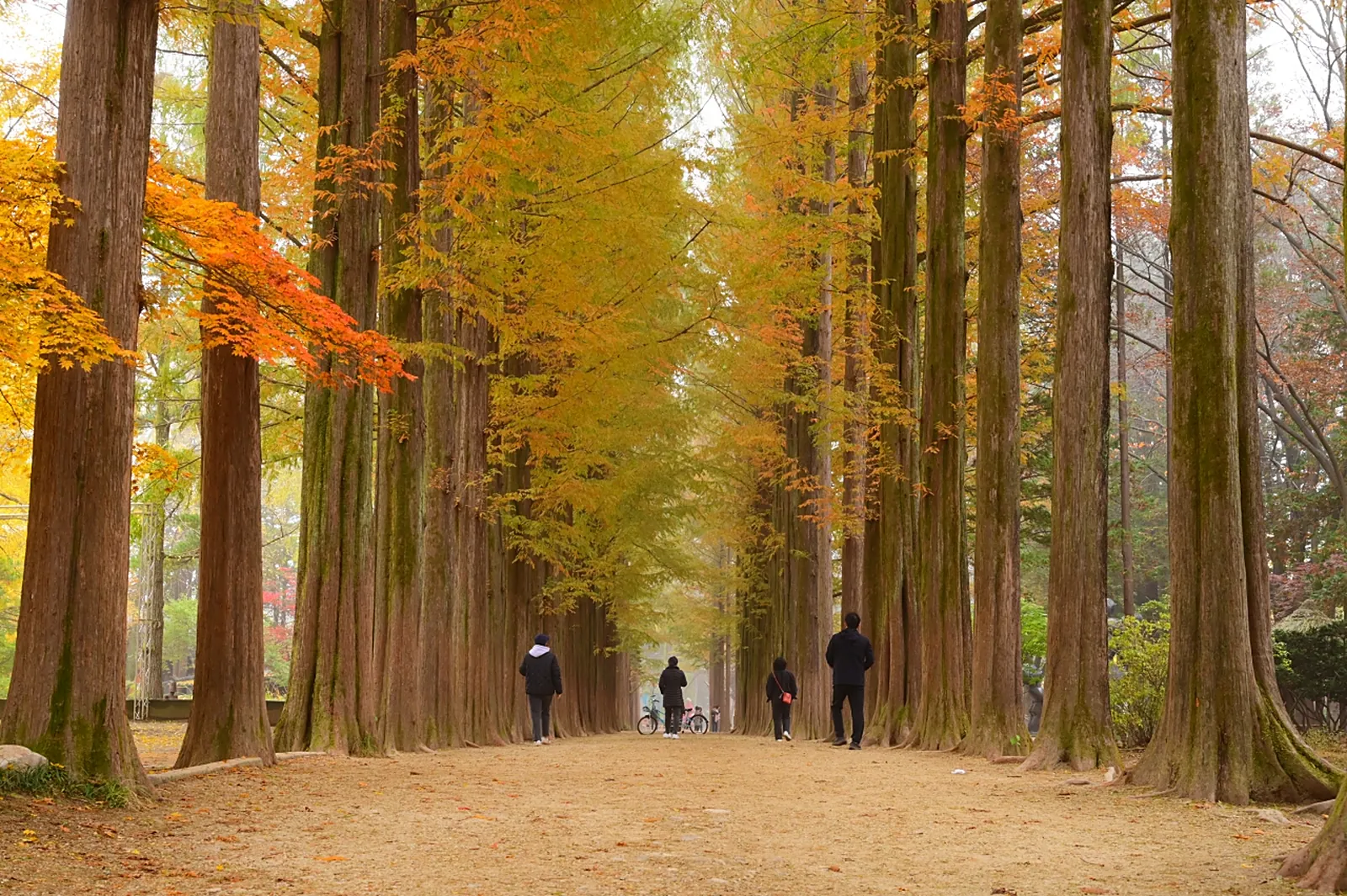 Metasequoia avenue
