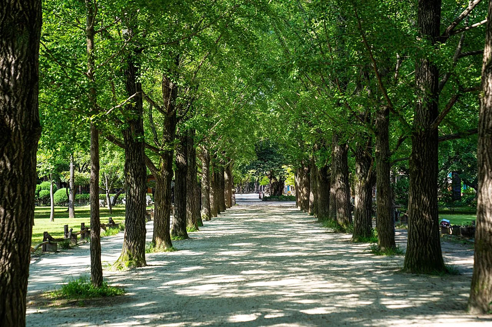 Ginkgo lane