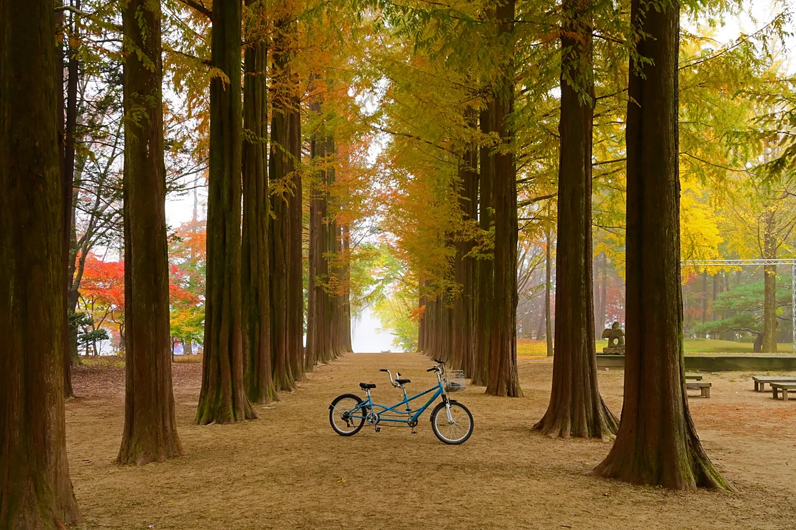 Nami in autumn