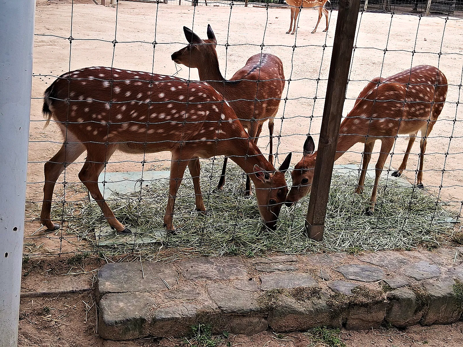 Deer in Seoul Forest