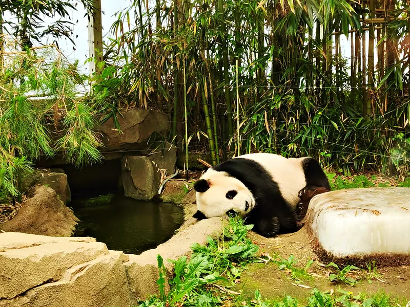 Panda World