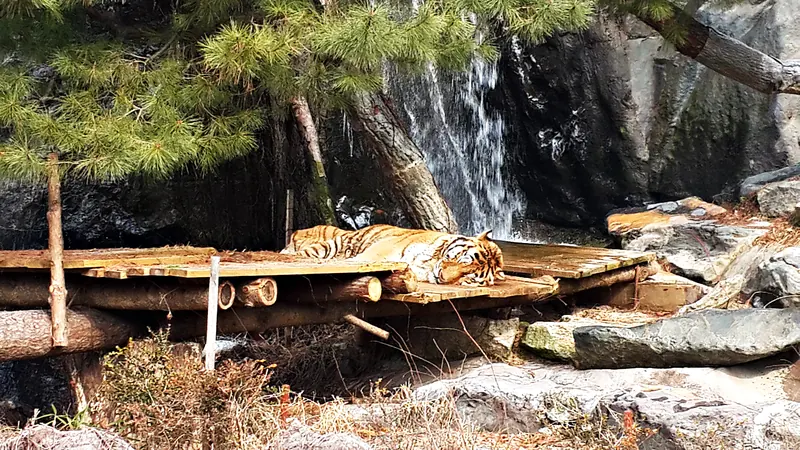 Safari World